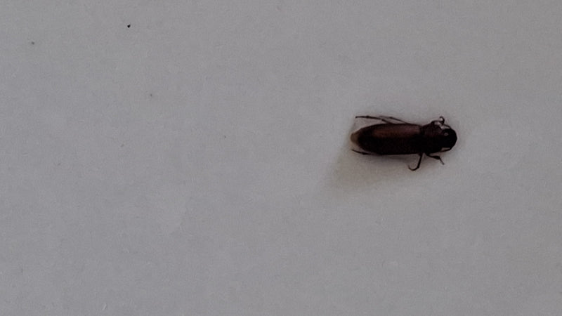 Scarabeo della farina di riso — Bild 1
