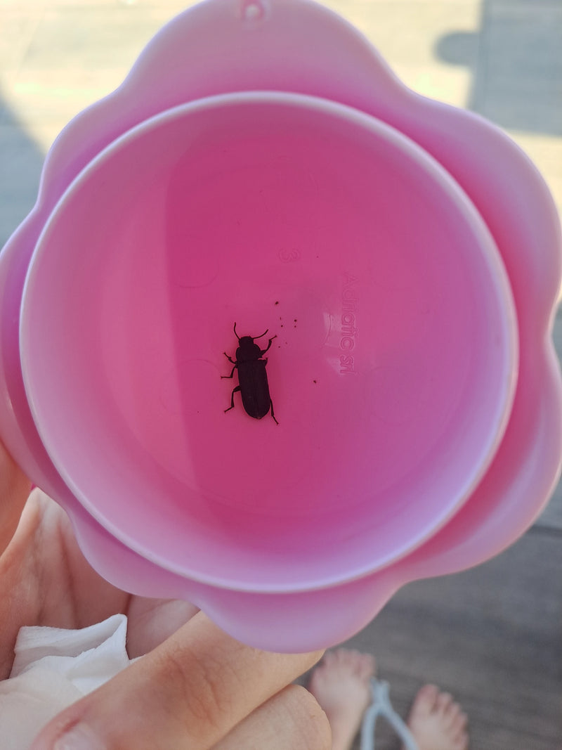 Scarabeo della farina di riso — foto 3 di 14