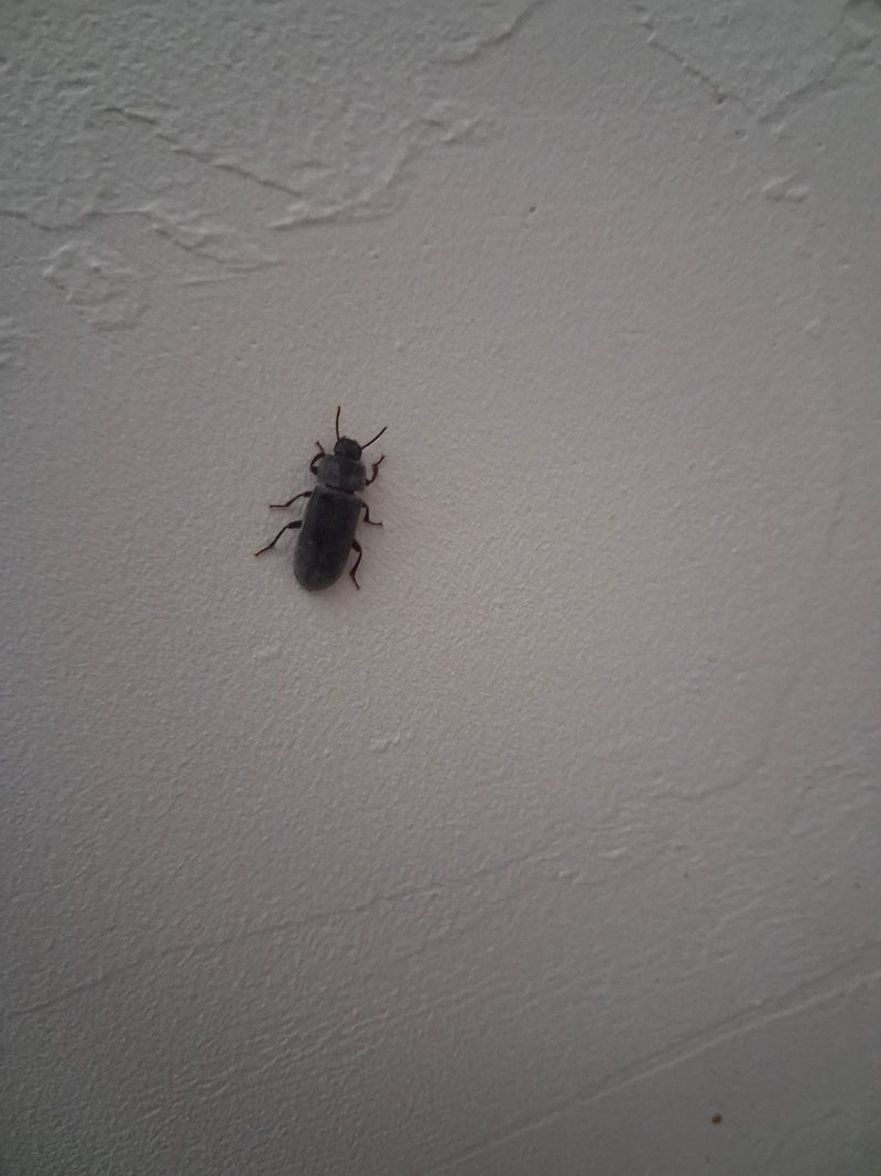 Scarabeo della farina di riso — foto 5 di 14