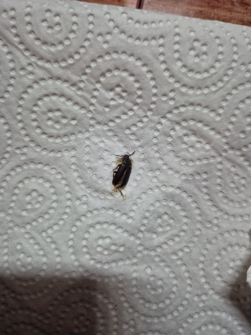 Scarabeo della farina di riso — foto 1 di 14