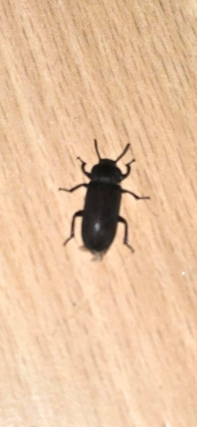 Scarabeo della farina di riso — foto 2 di 14