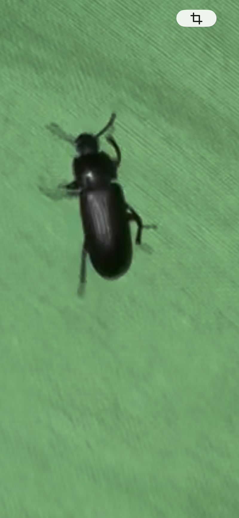 Scarabeo della farina di riso — foto 4 di 14