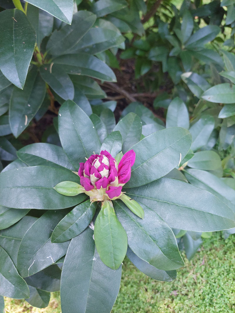rododendro — Bild 3