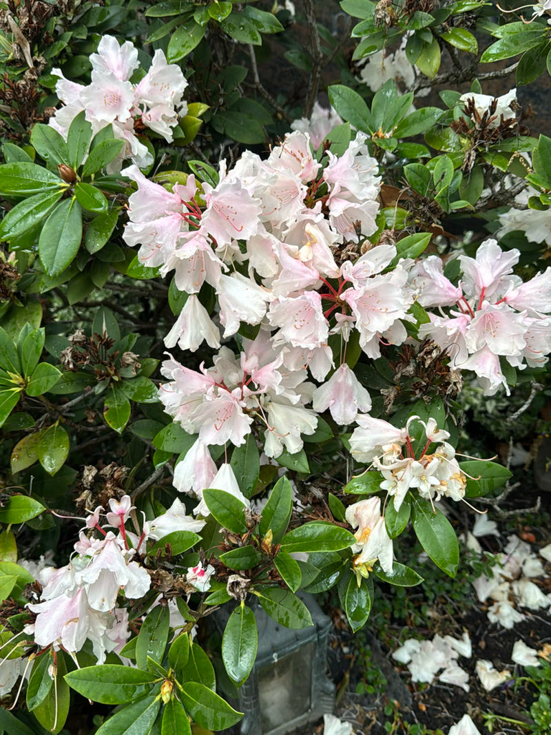 rododendro — Bild 1