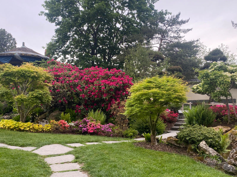 rododendro — Bild 2