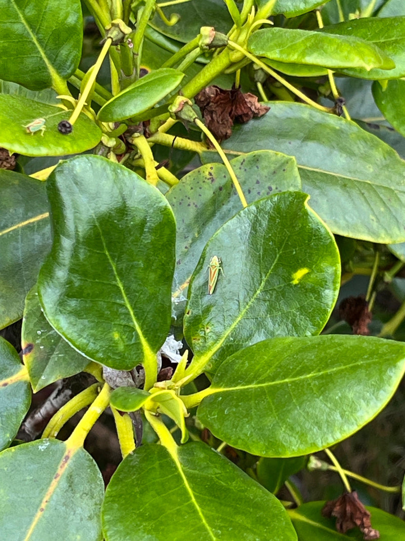 Cicala del rododendro — Bild 1