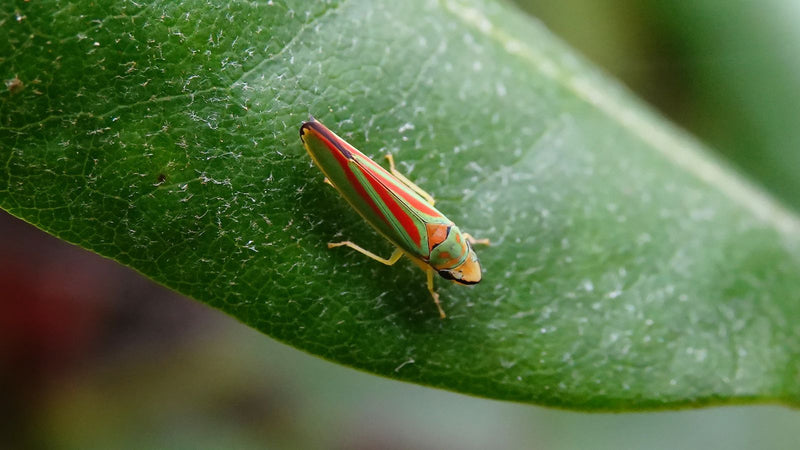 Cicala del rododendro — foto 5 di 5