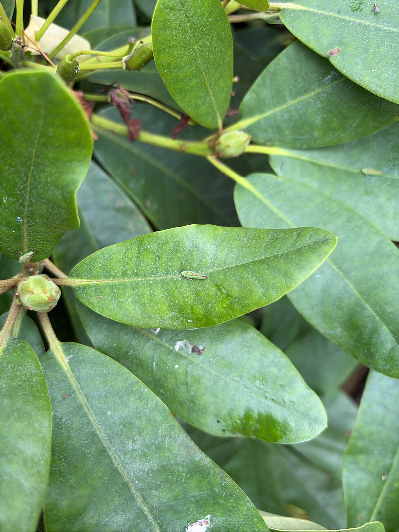 Cicala del rododendro — foto 2 di 5