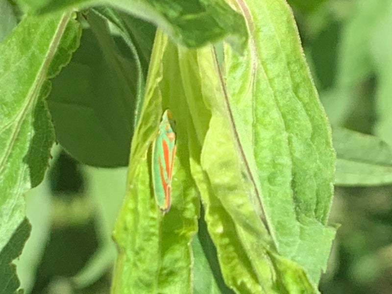 Cicala del rododendro — foto 4 di 5