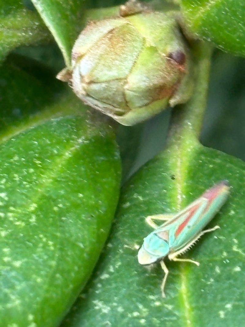 Cicala del rododendro — foto 3 di 5