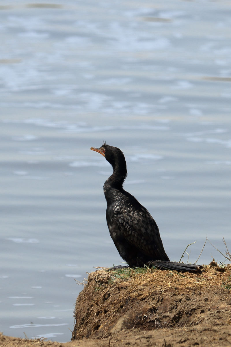 Cormorano di canna — Bild 1