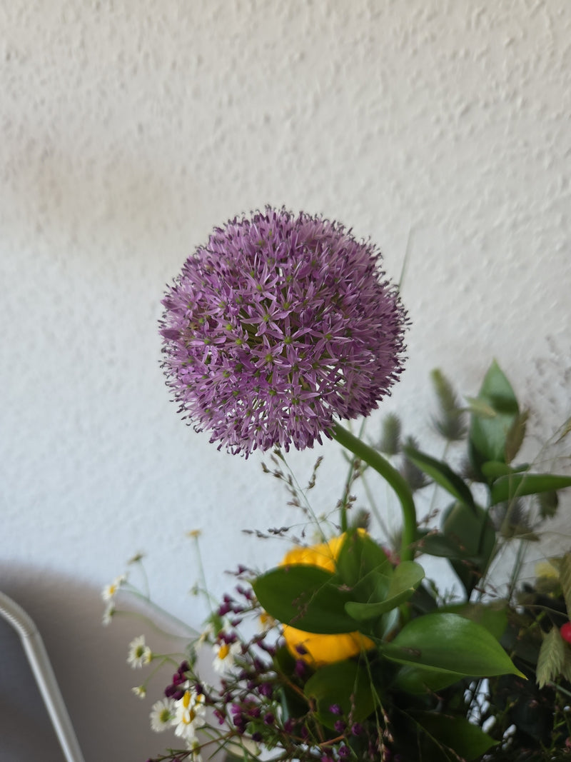 Aglio ornamentale — Bild 2