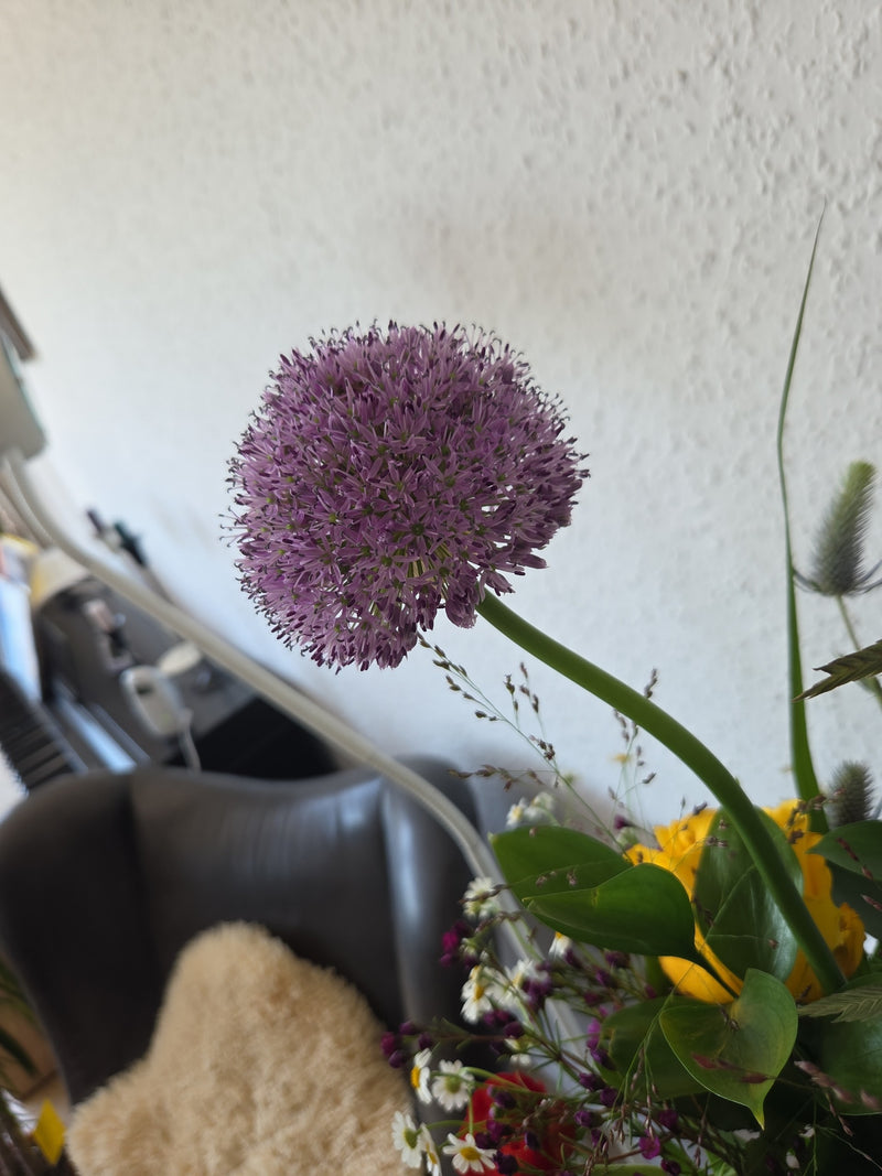 Aglio ornamentale — Bild 1