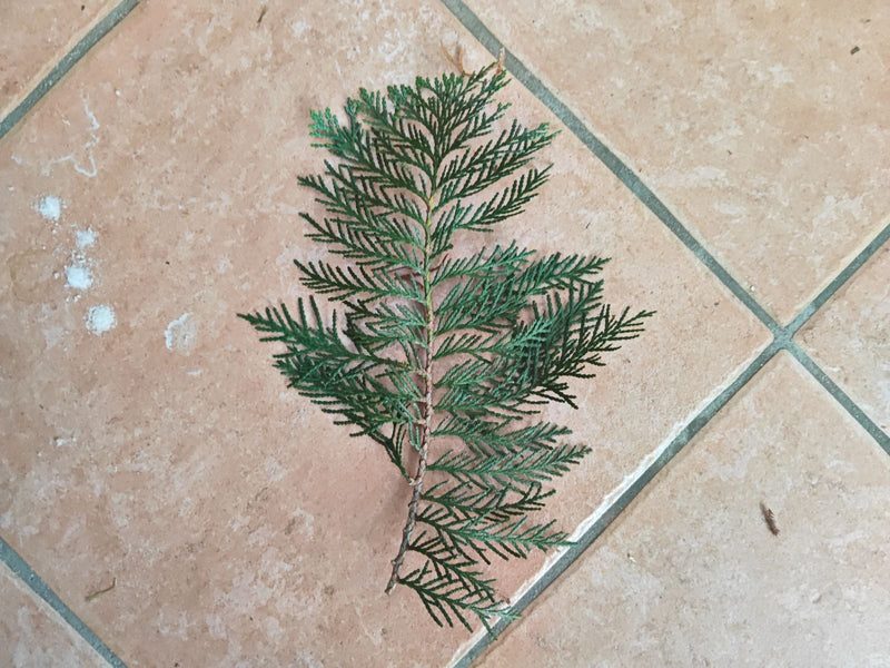 Gigantesco albero della vita — Bild 1