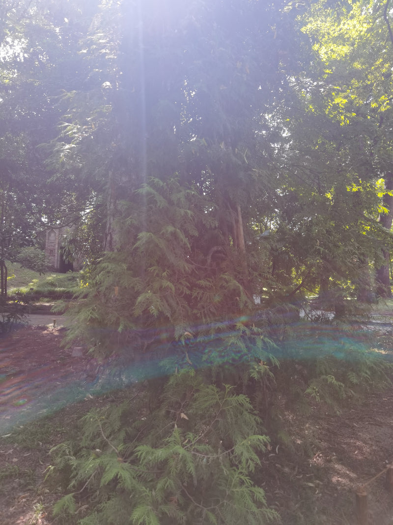 Si vede un grande giga-thuja in un parco con una forte retroilluminazione dall'alto. Gli aghi squamosi tipici e il tronco sono chiaramente riconoscibili.