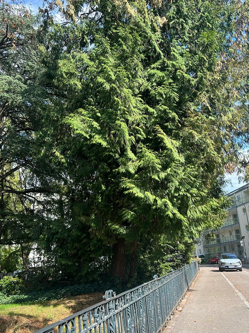 Si vede un grande giga-tuia in un ambiente urbano accanto a una strada. L'albero mostra il suo caratteristico fogliame a scaglie e il tronco rossastro.