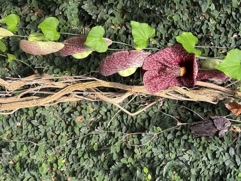 Un'Aristolochia gigantea fiorita si arrampica lungo una parete mostrando i suoi fiori screziati e le foglie cuoriformi.