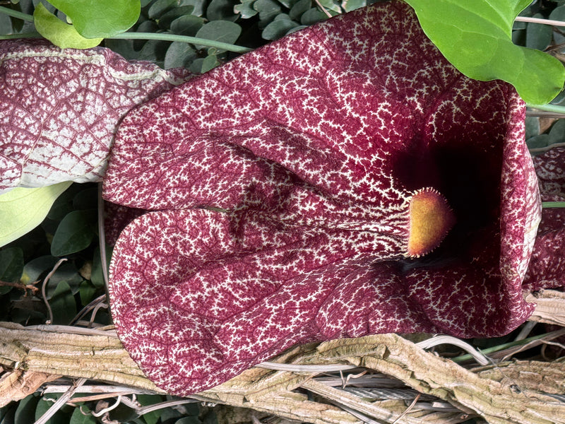 Un fiore aperto di Aristolochia gigantea con marmorizzazione bruno-rossastra e bianca riposa tra viticci e foglie.