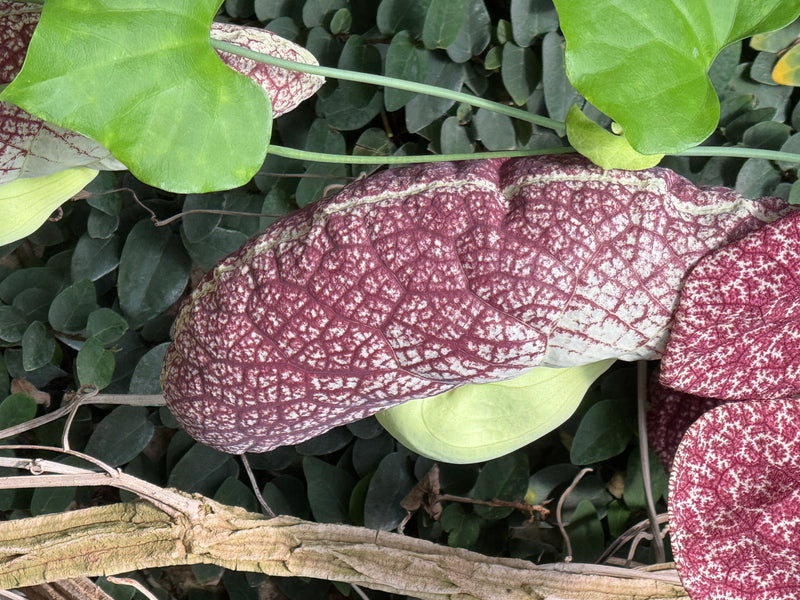 Un fiore di Aristolochia gigantea con il suo caratteristico motivo reticolato porpora cresce circondato da foglie verdi.