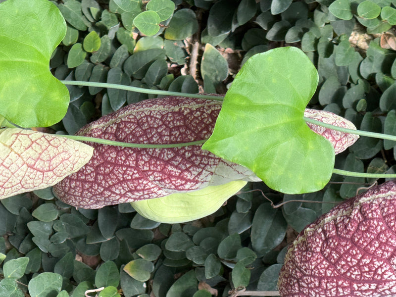 Vista dall'alto dei fiori con il caratteristico motivo violaceo-bianco e delle foglie cuoriformi verde chiaro di un'Aristolochia gigantea su un denso fogliame.