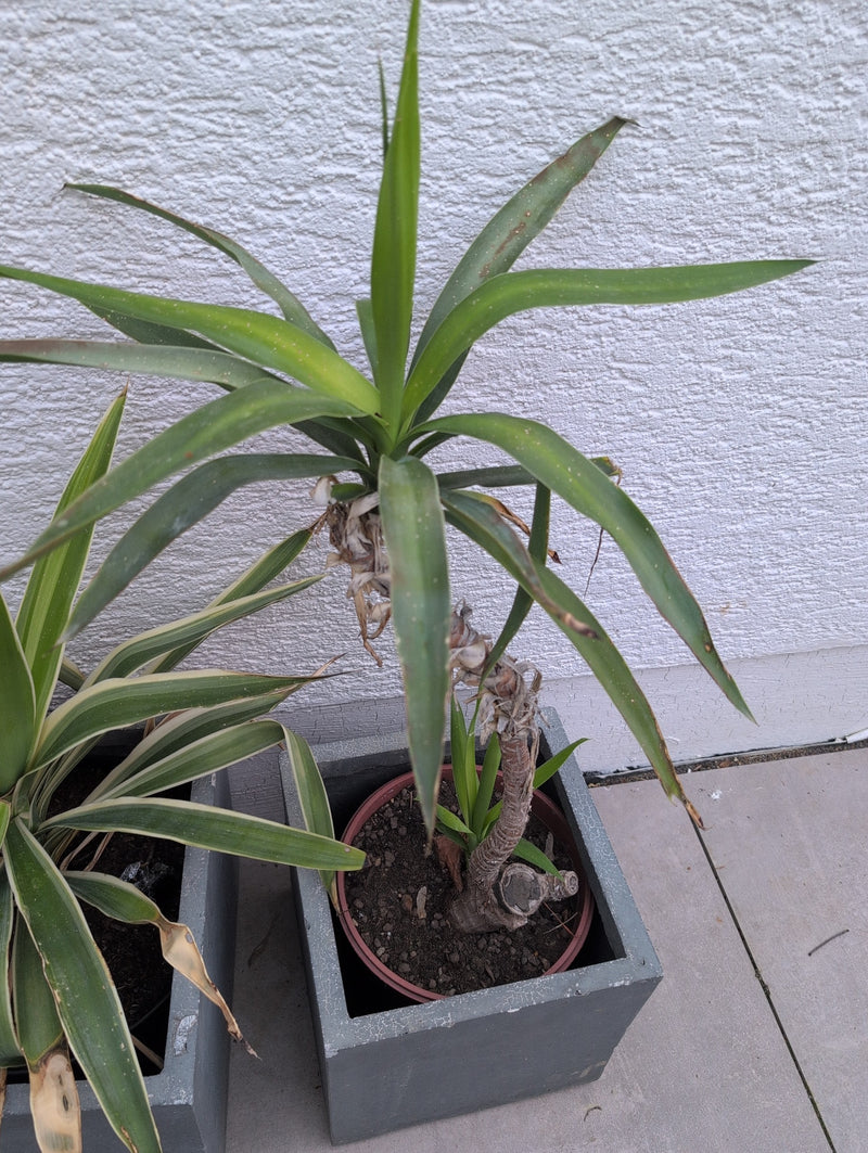 Palma di yucca — Bild 1