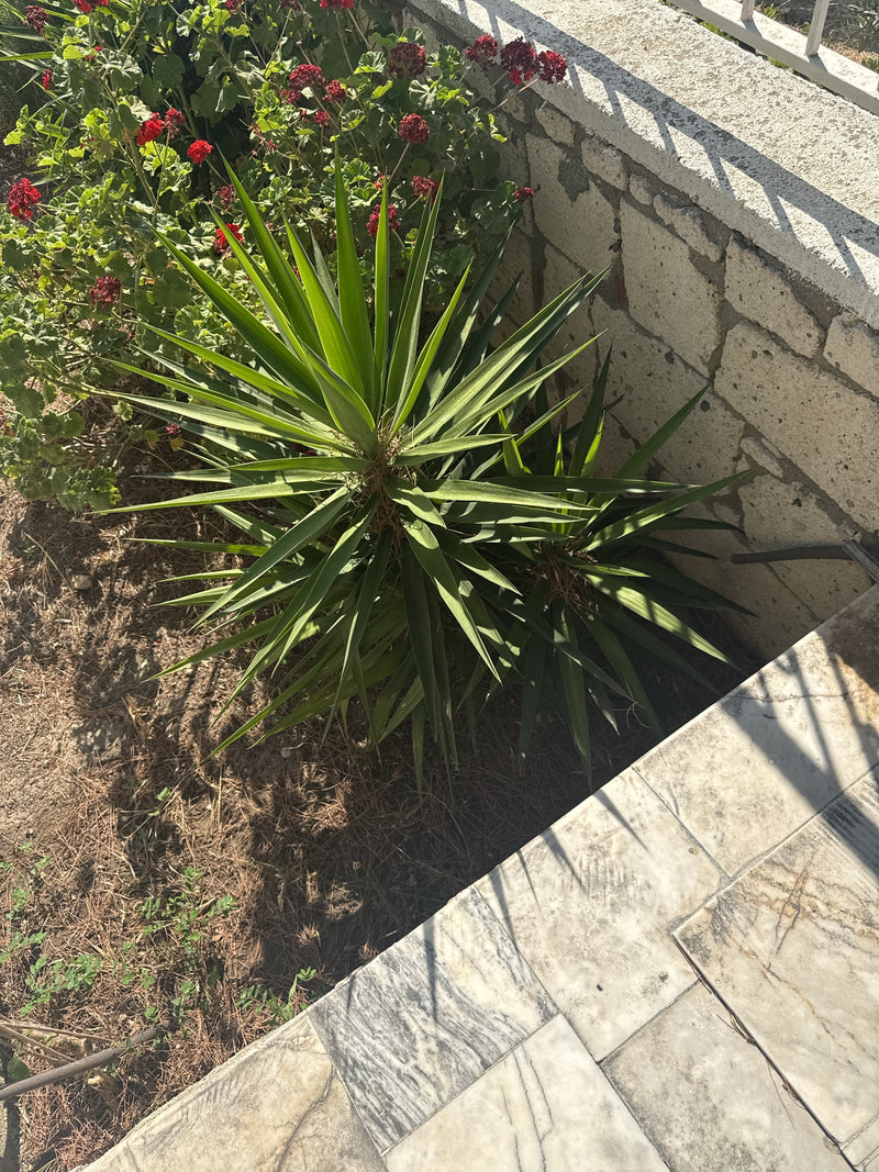 L'immagine mostra una yucca vista dall'alto, che cresce in un giardino vicino a un muro di pietra. Le lunghe foglie verdi appuntite sono chiaramente visibili.