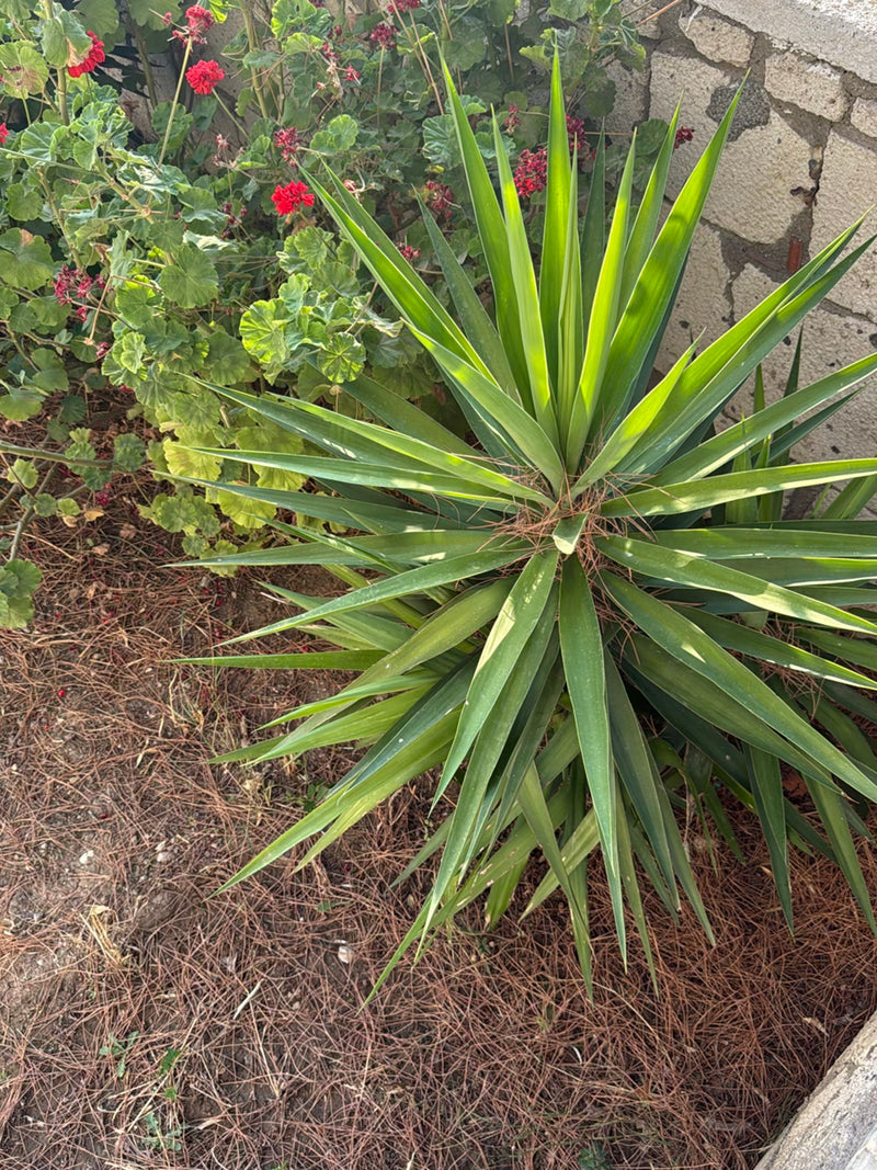 Si vede una giovane yucca con lunghe foglie verdi appuntite in una fioriera. Sul sfondo ci sono gerani e un muro di pietra.