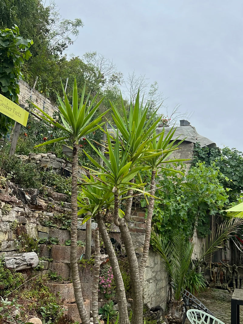 Si vedono diverse yucca adulte con caratteristiche foglie a forma di spada su tronchi legnosi eretti. Si trovano in un giardino davanti a un muro di pietra r...