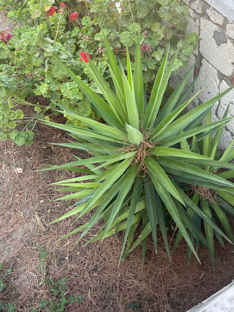 Si vede una yucca dall'alto con le sue foglie verdi appuntite. La pianta cresce in un'aiuola con pacciame e aghi di pino accanto a un muro.