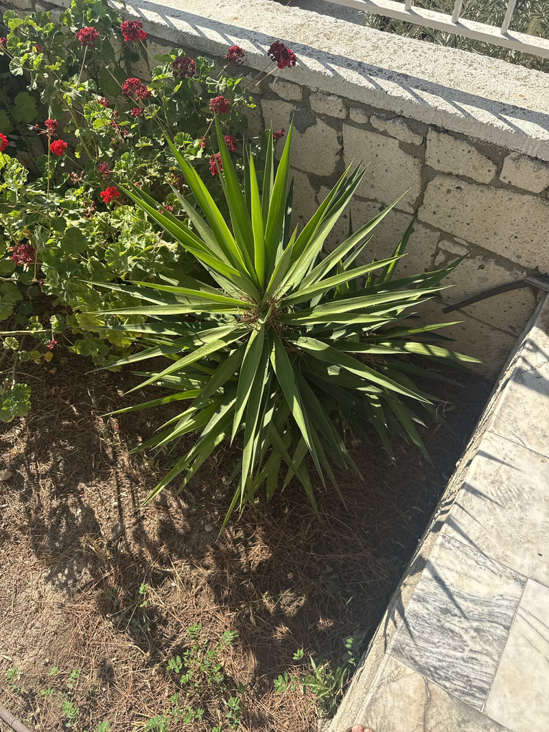 L'immagine mostra una giovane palma di yucca con lunghe foglie appuntite. Cresce in un'aiuola accanto a un muro di pietra.