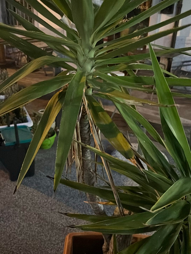 Si vede una yucca gigante con le sue caratteristiche lunghe foglie verdi e il fusto legnoso. La pianta è in un vaso all'aperto.