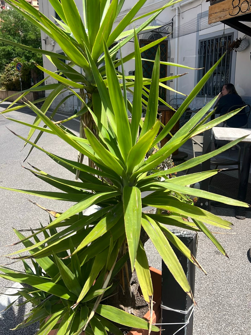 L'immagine mostra una yucca gigante in una fioriera davanti a un edificio in un'area urbana. Le foglie lunghe, strette e verde lucido crescono a rosetta.