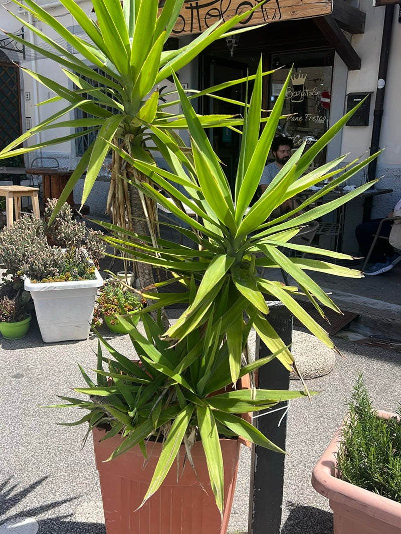 Una yucca gigante cresce in un grande vaso di piante su una strada asfaltata davanti a una casa. Le lunghe foglie a forma di spada brillano alla luce del gio...