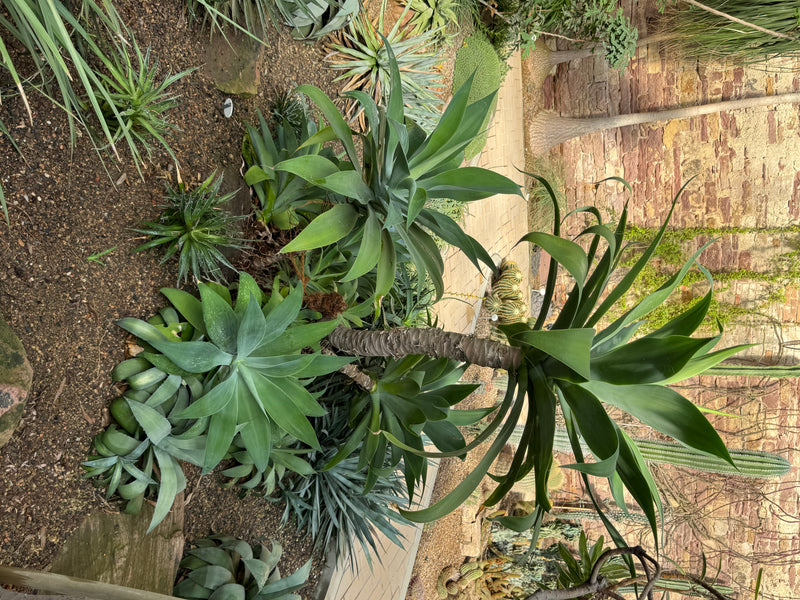 Una yucca gigante con fusto spesso e dense chiome di foglie cresce in un'aiuola di una serra accanto ad altre succulente.