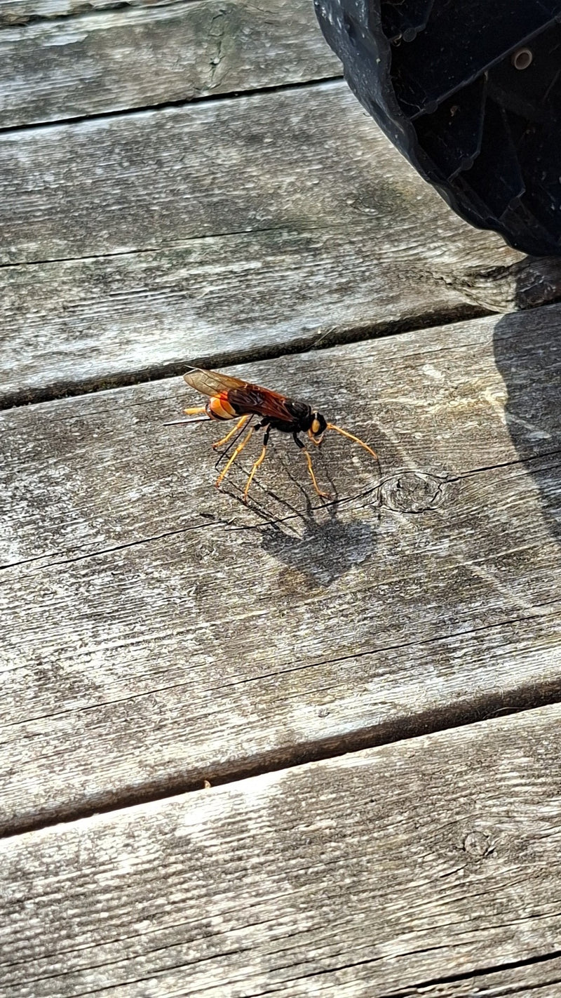Un sirice gigante riposa su una superficie di legno. Sono chiaramente visibili i suoi caratteristici colori giallo e nero e il lungo ovipositore.
