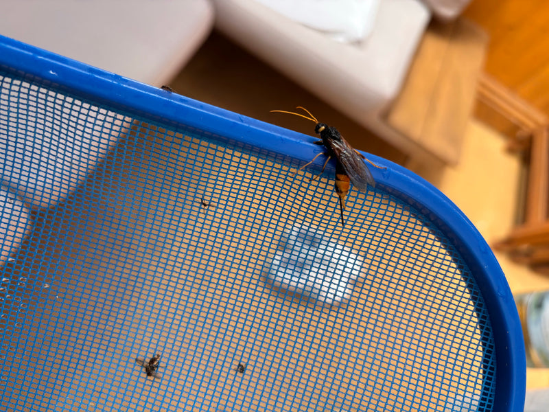 Un sirice gigante con una caratteristica colorazione gialla e nera e un lungo ovipositore è posato su una rete blu. L'insetto è visto di lato e dall'alto.