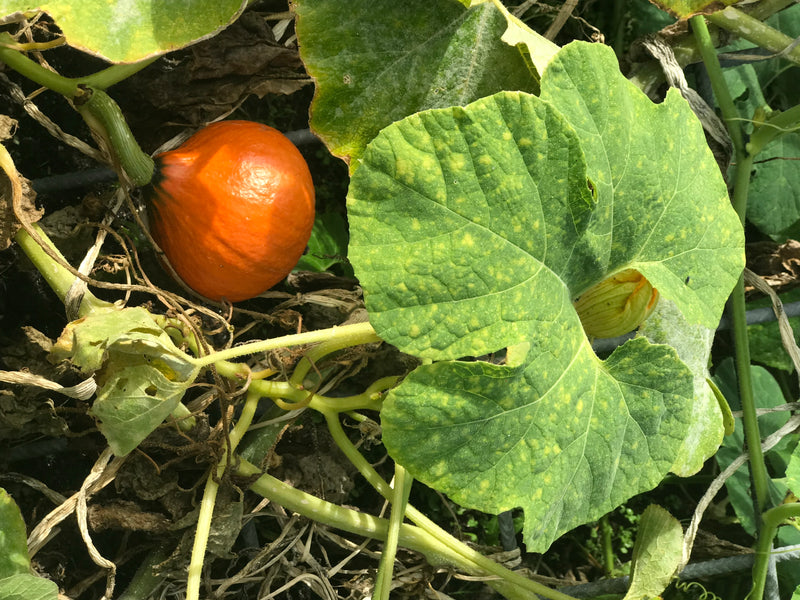 Si vede una piccola zucca rotonda e arancione accanto a grandi foglie verdi su una pianta. La pianta cresce sul terreno in un giardino.