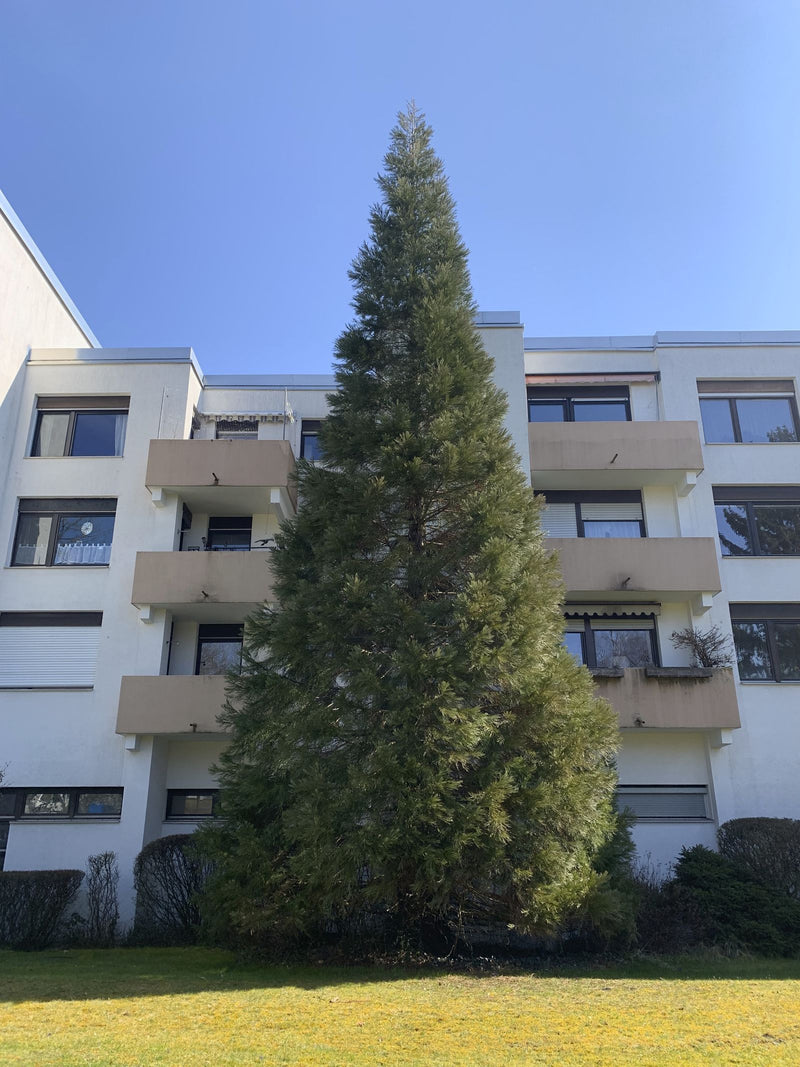 Sequoia gigante — Bild 1