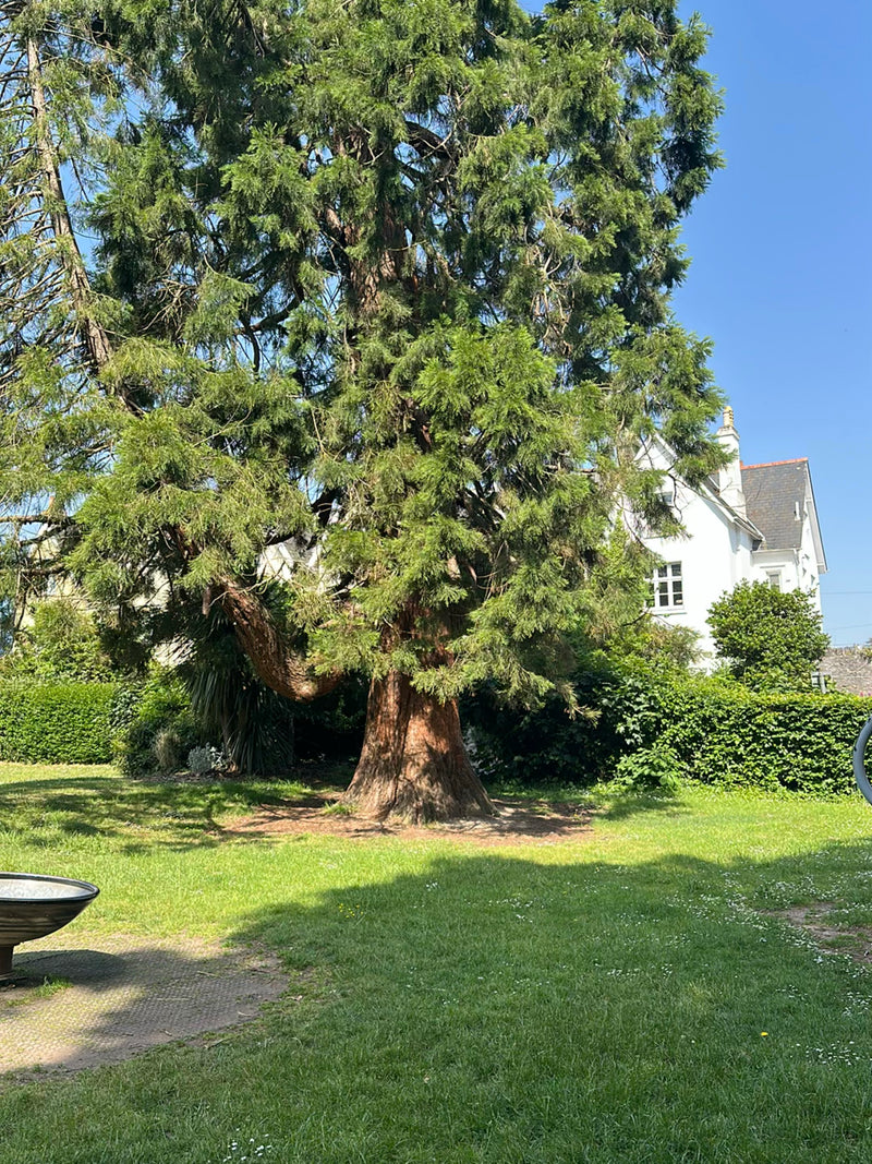 Si vede una grande sequoia gigante con una caratteristica corteccia marrone-rossastra su un prato di fronte a un edificio.