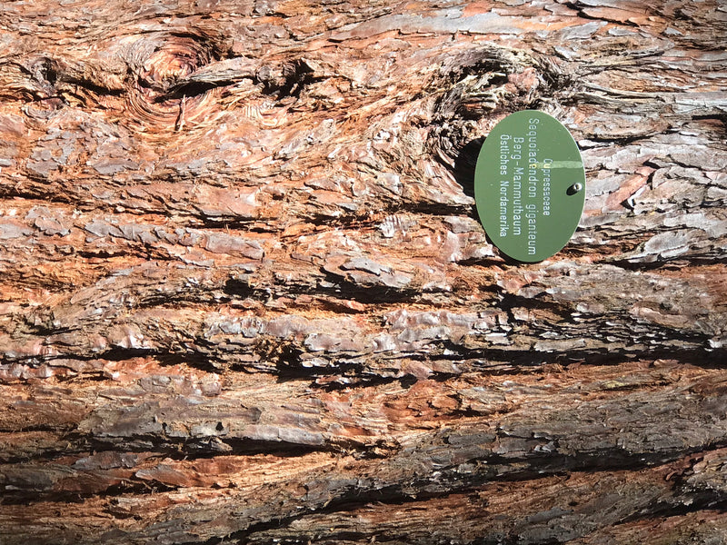Si vede la caratteristica corteccia rossastra e fibrosa di una sequoia gigante da una prospettiva ravvicinata. Sulla destra è attaccato un cartello informati...