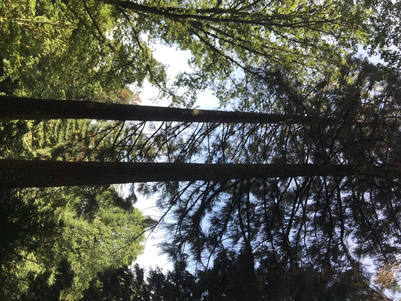 L'immagine mostra due grandi sequoie giganti in una foresta. Lo scatto è ripreso dal basso verso le chiome degli alberi.