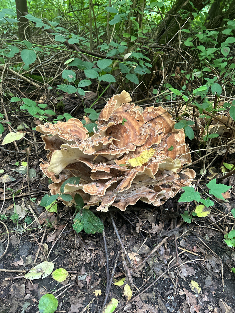 Porling gigante — Bild 1