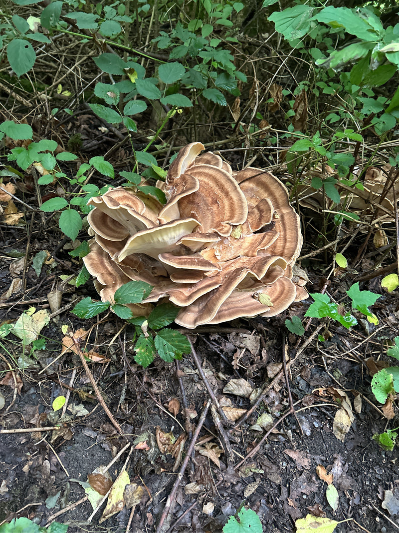 Porling gigante — Bild 2