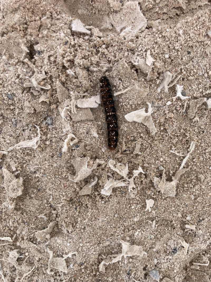 Gufo corteccia (genere Acronicta) — Bild 1