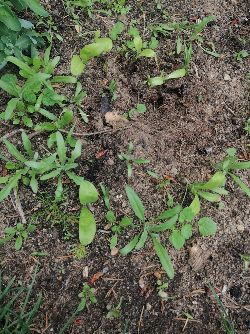Calendula — Bild 2