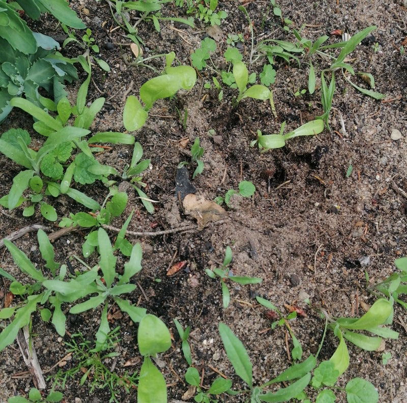 Calendula — Bild 1