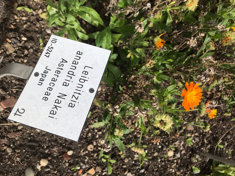 Si vede una calendula in fiore con i suoi tipici capolini arancioni e foglie verdi in un'aiuola accanto a un cartellino.