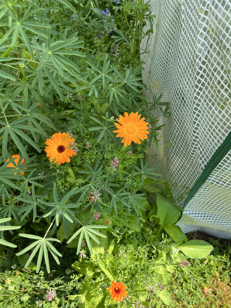 L'immagine mostra diversi fiori di calendula di colore arancione brillante che crescono tra il fogliame verde accanto a una pellicola di serra.