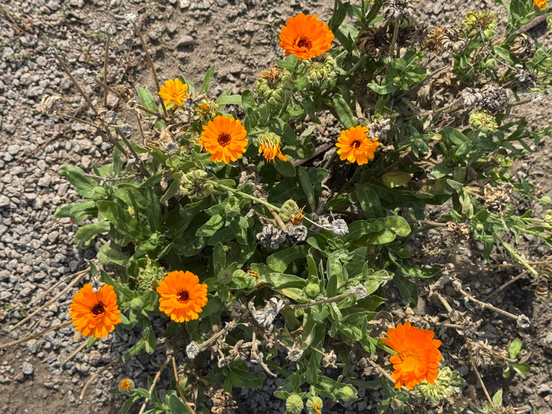 Una calendula in fiore con capolini arancione brillante cresce su terreno ghiaioso.