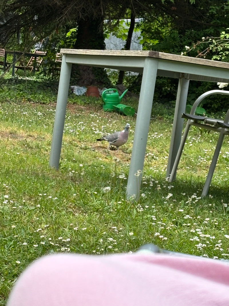 Un colombo palombo cammina su un prato in un giardino sotto un tavolo. L'uccello è ben visibile.